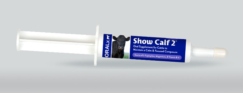 Show Calf 2