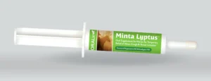 Minta Lyptus