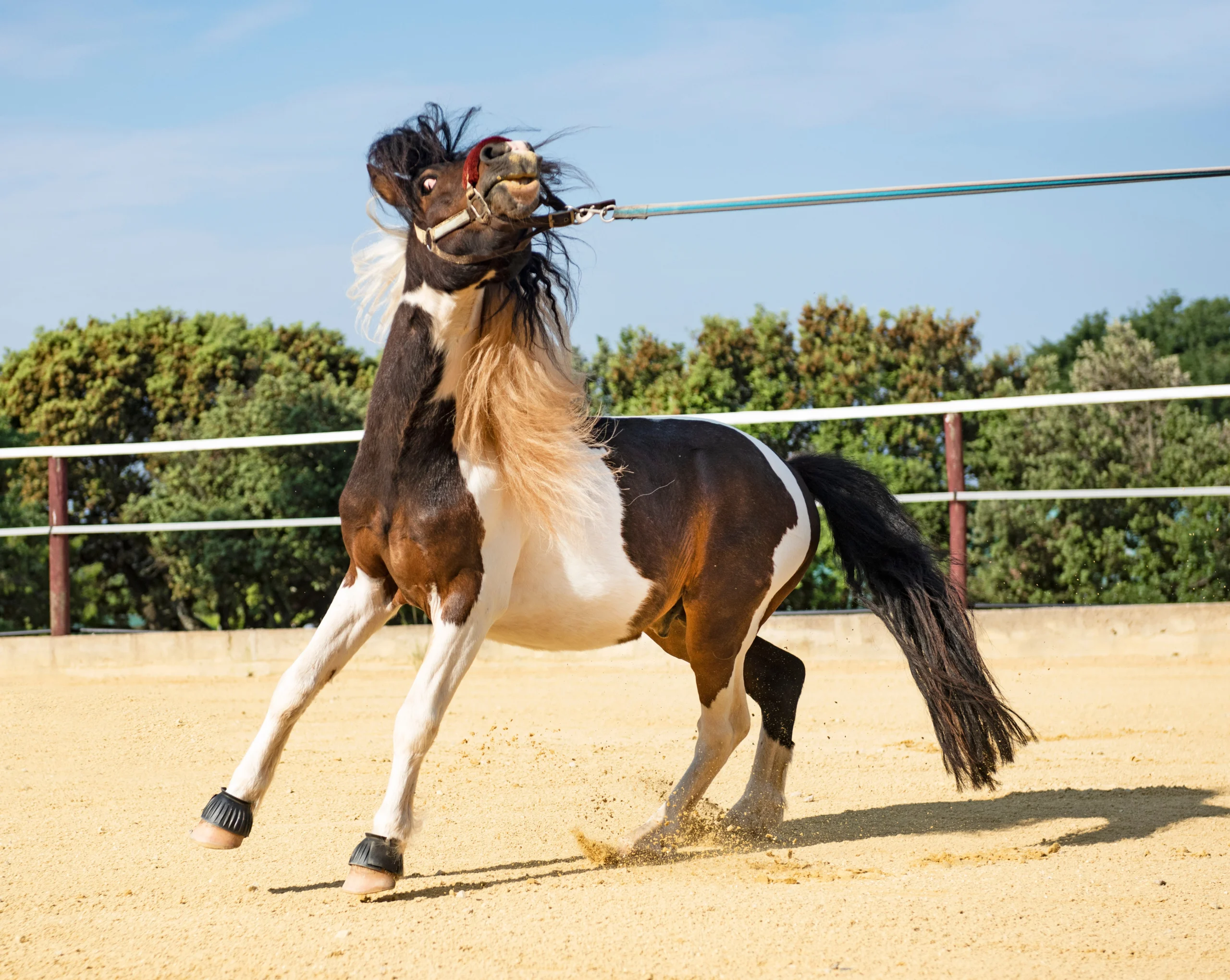 Calm And Cool For Fall: Limiting Allergies And Solving Irritability In Horses